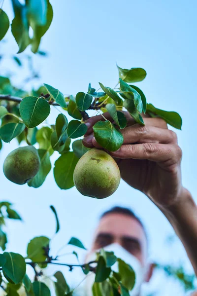 Closeup Young Caucasian Man Wearing Face Mask Collecting Some Pears — Stock Photo, Image