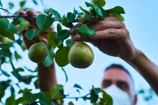 Closeup Young Caucasian Man Wearing Face Mask Collecting Some Pears — Stock Photo, Image