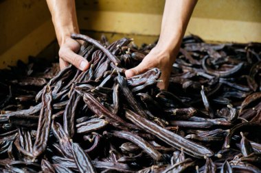 Hasat zamanı elinde bir demet olgun keçiboynuzu fasulyesi olan Kafkasyalı genç bir çiftçinin yakın çekimi.