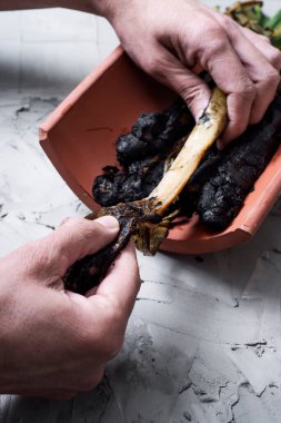 closeup of a man peeling a grilled calcot, a sweet onion typical of Catalonia, Spain, on a grary rustic surface clipart