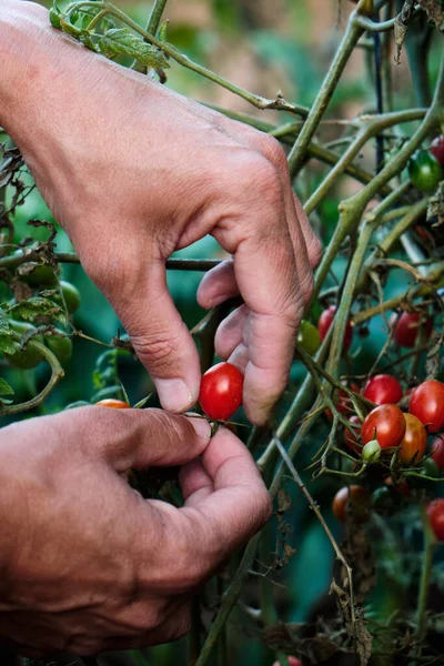 Penutupan Dari Seorang Pria Muda Kaukasia Mengumpulkan Beberapa Tomat Ceri — Stok Foto
