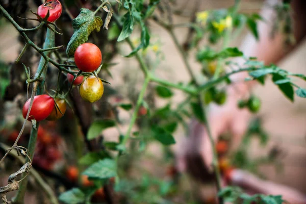 Closeup Some Ripe Cherry Tomatoes Hanging Plant Organic Orchard Young — Stock Photo, Image