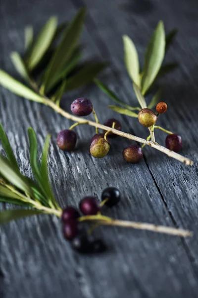 Primer Plano Algunas Ramas Olivo Arbequina Cataluña España Con Algunas —  Fotos de Stock