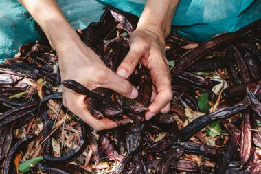 Yakın plan, İspanya 'daki bir çiftlikte mevsimlik hasat sırasında ağaçların altına yayılmış yeşil ağlar üzerinde birkaç kahverengi keçiboynuzu tutan bir adamın ellerini gösteriyor.