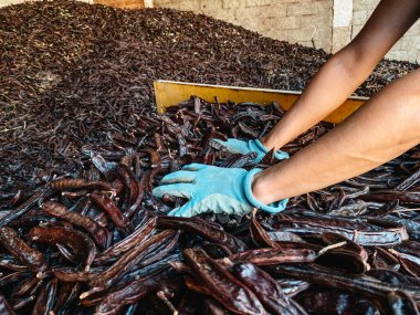 Bir adamın mavi eldivenli elleri, İspanya 'daki bir tarım depolama tesisinde, yeni toplanmış keçiboynuzu kabuklarını sarı bir karavandan büyüyen bir yığına iterken görülüyor.