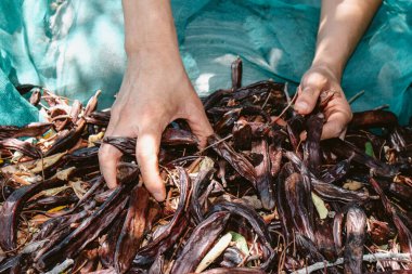 Bir adamın elleri, İspanya 'daki bir çiftlikte hasat mevsiminde yerdeki meyve dolu ağlardan bir avuç dolusu keçiboynuzu topluyor.