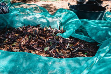 İspanya 'daki bir tarım alanı olgun keçiboynuzu kabuklarıyla dolu yeşil ağları gösteriyor. Ağaçlardan yeni düşmüş, hasat için toplanmış ve siyah plastik kaplarda taşınıyor.