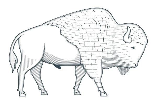 Ilustración permanente del bisonte — Vector de stock