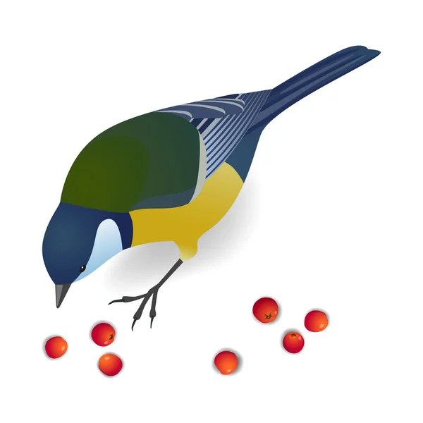Bonito Pássaro Titmouse Pica Bagas Rowan Ilustração Vetorial Realista —  Vetores de Stock