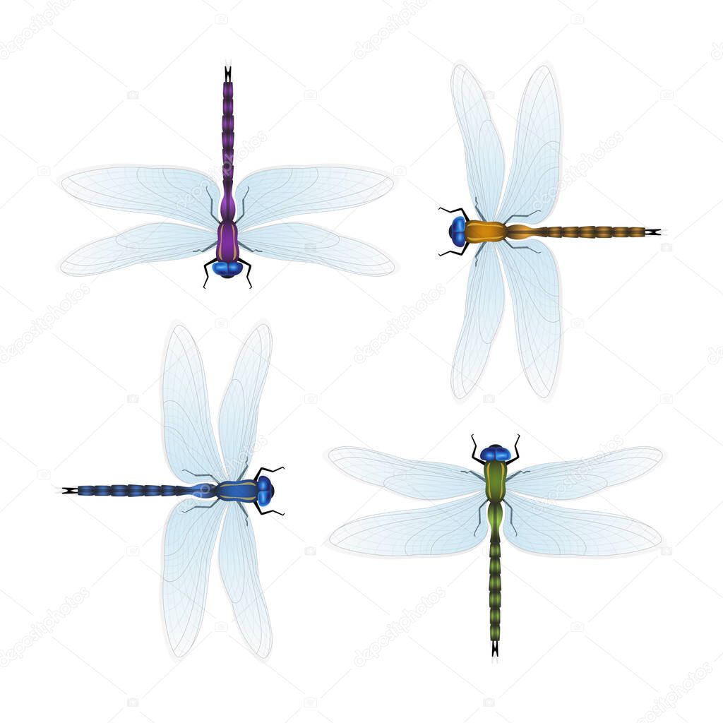 Four varicolored dragonflies on a white background. Realistic vector illustration