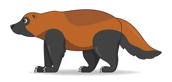 狼獾动物站在白色的背景上 卡通风格矢量插图 — 图库矢量图片