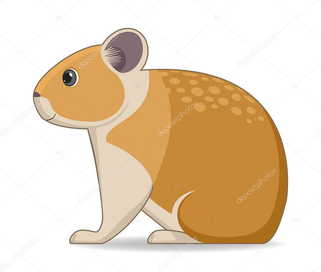 American pika animal standing on a white background. Cartoon style vector illustration