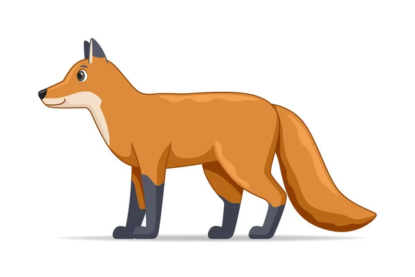 狐狸站在白色的背景上 卡通风格矢量插图 — 图库矢量图片