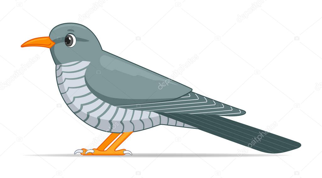 Cuckoo bird on a white background. Cartoon style vector illustration