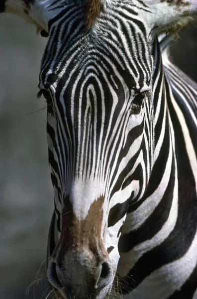 Nahaufnahme Eines Zebras — Stockfoto