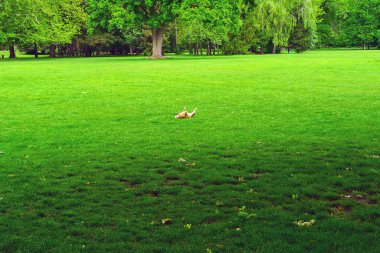 Margaret Adası Parkı, Budapeşte