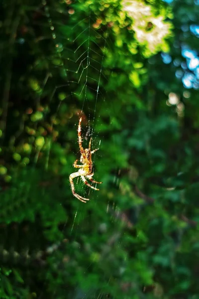 Spider — Stock Photo, Image