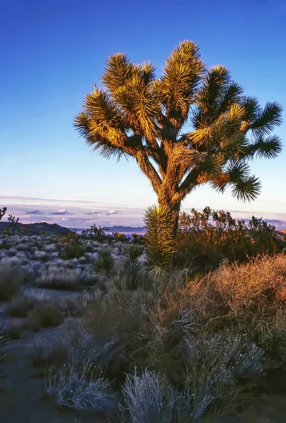 Joshua Tree, Califórnia — Fotografia de Stock