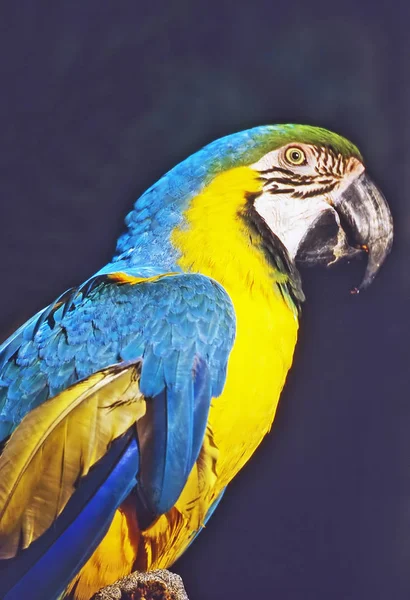 Macaw — Stock Image Macaw Stock Picture