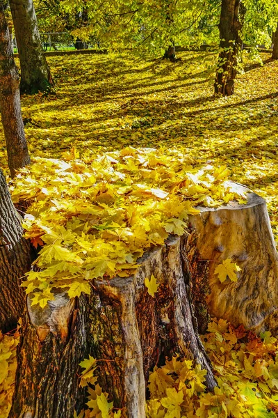 Automne dans le parc — Photo