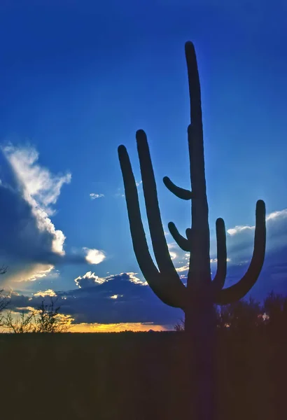 Cacto gigante de saguaro — Fotografia de Stock