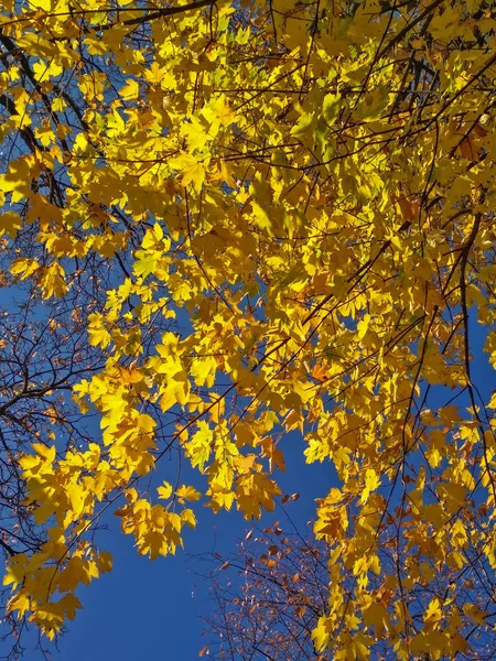 Autum φύλλα — 图库照片