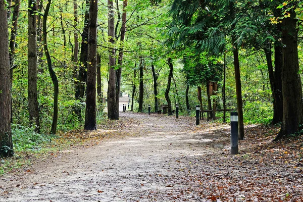 Camino forestal —  Fotos de Stock