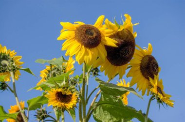 Bir ayçiçeğine yaklaş