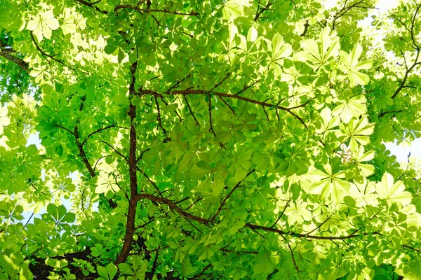 Árbol Castañas Primavera — Foto de Stock
