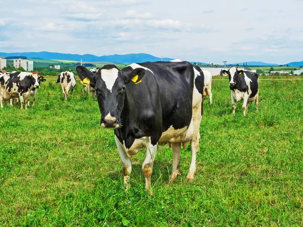Flock Svarta Och Vita Holstein Frisiska Mjölkkor Betar Grön Betesmark — Stockfoto