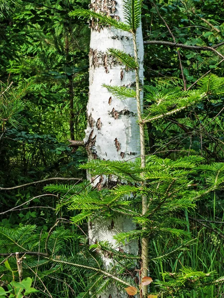 Bouleau Écorce Blanche Dans Forêt — Photo