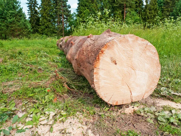 Virke Fältet Efter Skog — Stockfoto