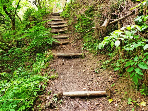 Ruta Turística Con Escaleras Bosque —  Fotos de Stock