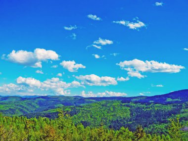 Yazın orman bitkiler ve otlarla dolu.