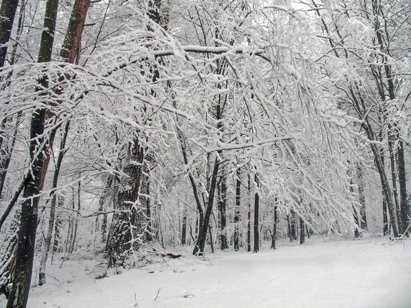 森林里 白雪覆盖着树枝 — 图库照片