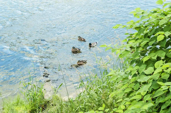 在河里休息的野鸭 — 图库照片
