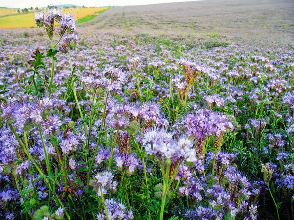 Landscape Field Flowers — Stock Photo, Image