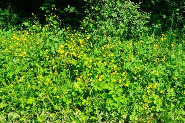 Çiçek ve bitkilerle dolu çimen tarlası