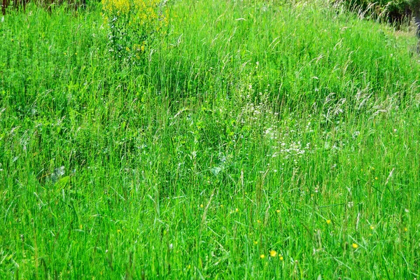 stock image Grass field with flowers and plants