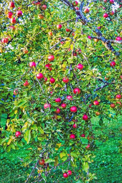 Яблоня Саду — стоковое фото