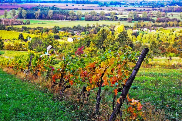 Landscape Vineyards Hungary — Stock Photo, Image