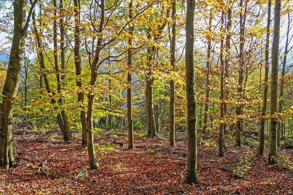 Bosque Otoñal Día Soleado —  Fotos de Stock