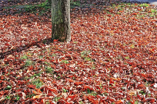 Park Leaves Autumn — Stock Photo, Image