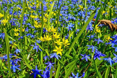 Baharda Bahçede Çiçekler