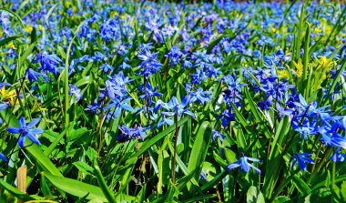 Baharda Bahçede Çiçekler