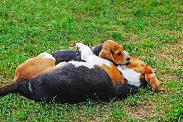 Beagles Resting Garden — Stock Photo, Image