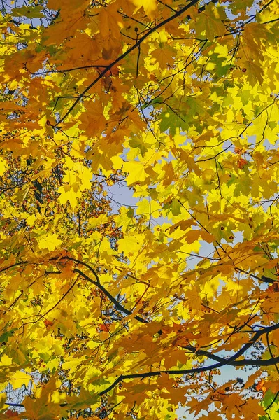 Herbstlaub Park — Stockfoto