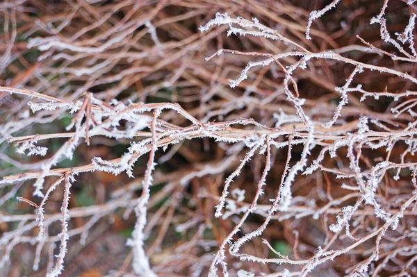 Pflanzen Garten Bei Frost — Stockfoto