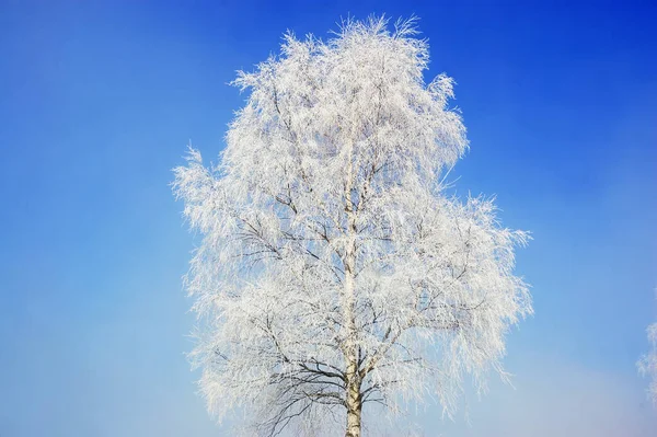 冬季结霜的桦树 — 图库照片