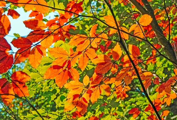 Floresta Outono Com Raios Sol — Fotografia de Stock